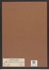 Auliscus punctulatus Grun. (de-Toni-Nr.: Genus 171, Species 4318) Zeichnungen Sammlung Grunow Mappe 04288 (Herbarium_W_Grunow_drawings_Folder_04288)